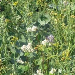 Diana Fasaani-peltopyy 10 Kg