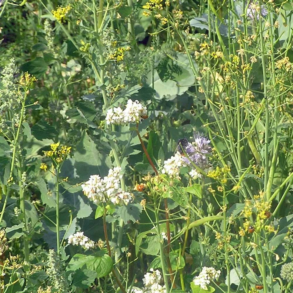 Diana Fasaani-peltopyy 10 Kg 3 Diana Fasaani-peltopyy 10 Kg