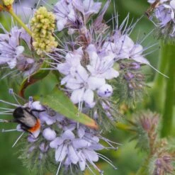 Diana Hunajakukka 1 Kg