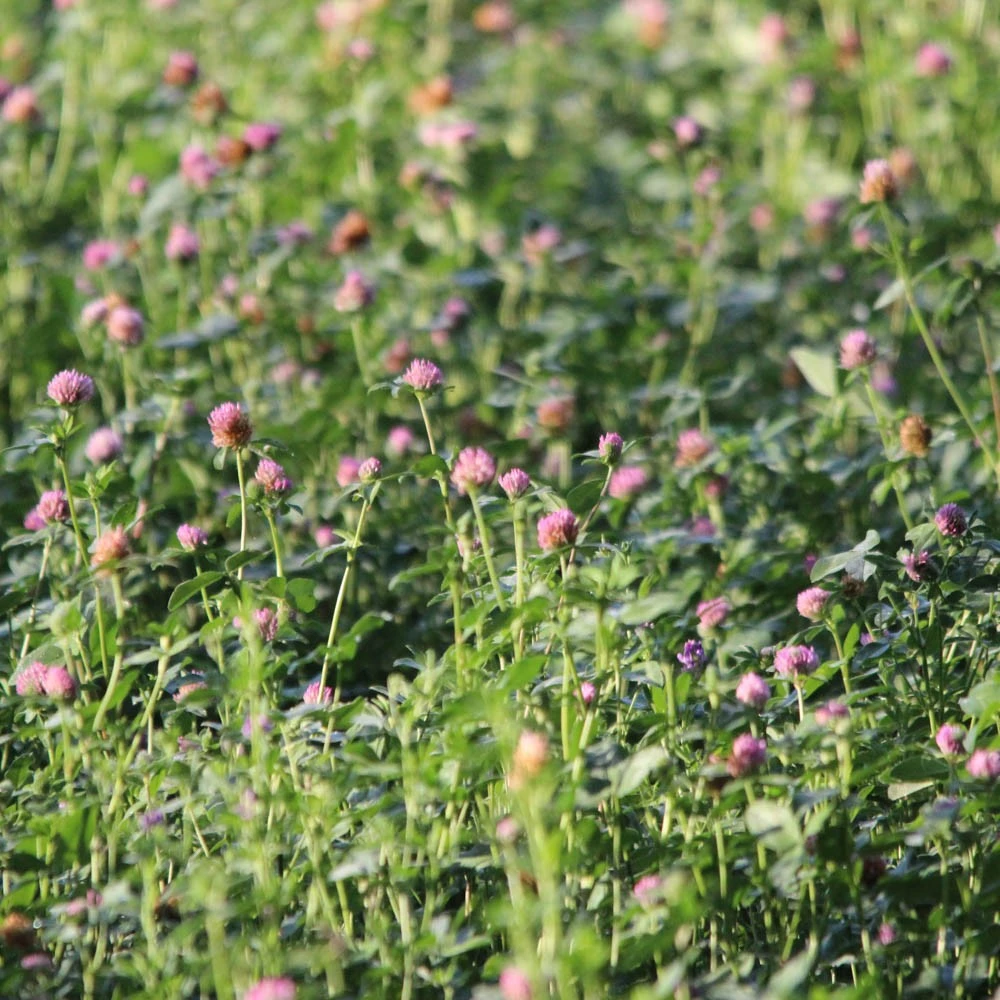 Diana Maanparannus 3 Kg 3 Diana Maanparannus 3 Kg