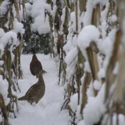 Diana Metsästäjän Maissi 3 Kg
