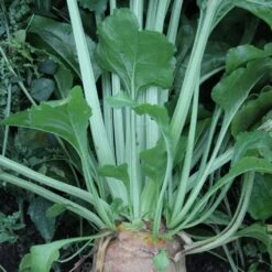 Diana Rehujuurikas 1 Kg