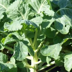 Diana Rehukaali 1 Kg