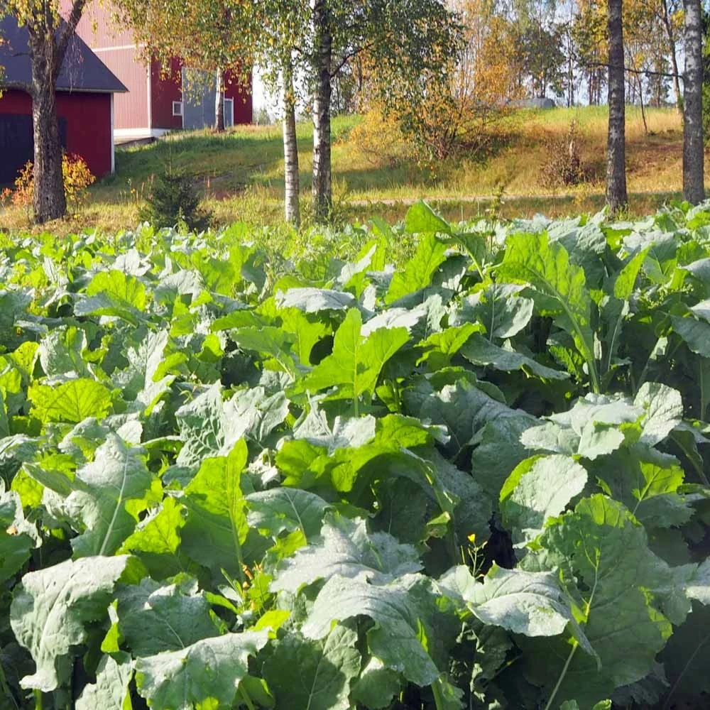 Diana Rehurapsi 3 Kg 3 Diana Rehurapsi 3 Kg