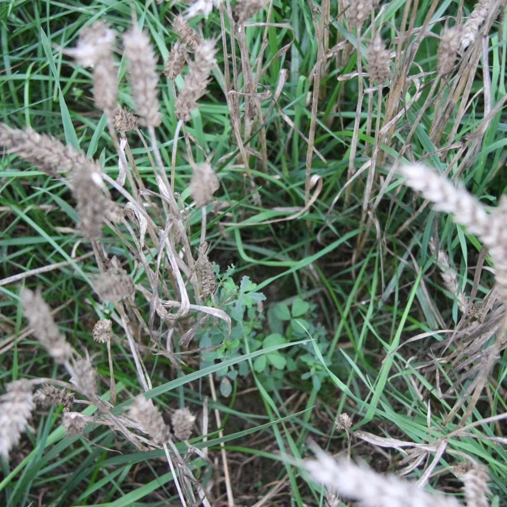 Diana Riistalaidun 3 Kg 3 Diana Riistalaidun 3 Kg