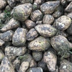 Diana Ruokintajuurikas 1 Kg