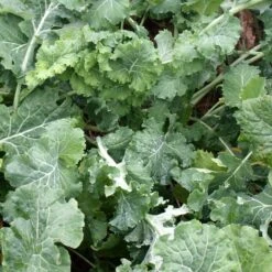 Diana Talvirehurapsi 3 Kg