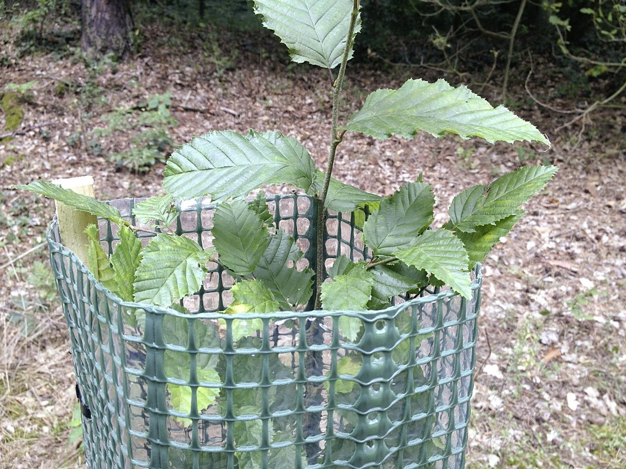 Tubex Layflat SG 120 Cm 3 Tubex Layflat SG 120 Cm