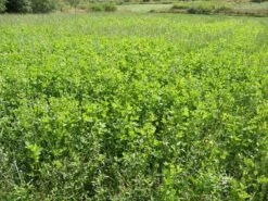 Diana Riistalaidun ÖM 3 Kg